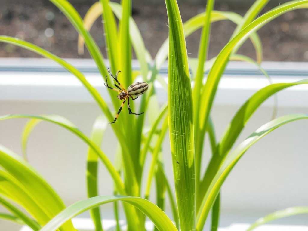 Can Spider Plants Tolerate Direct Sunlight? The Truth Revealed