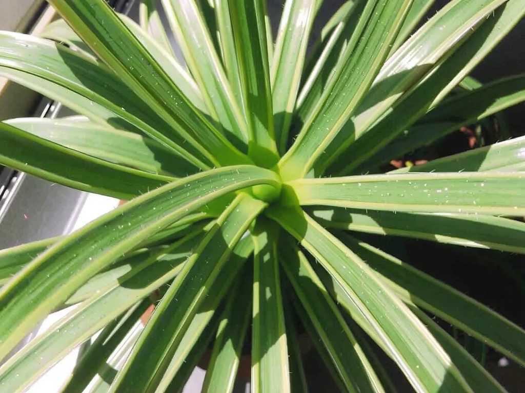 Can Spider Plants Tolerate Direct Sunlight? The Truth Revealed