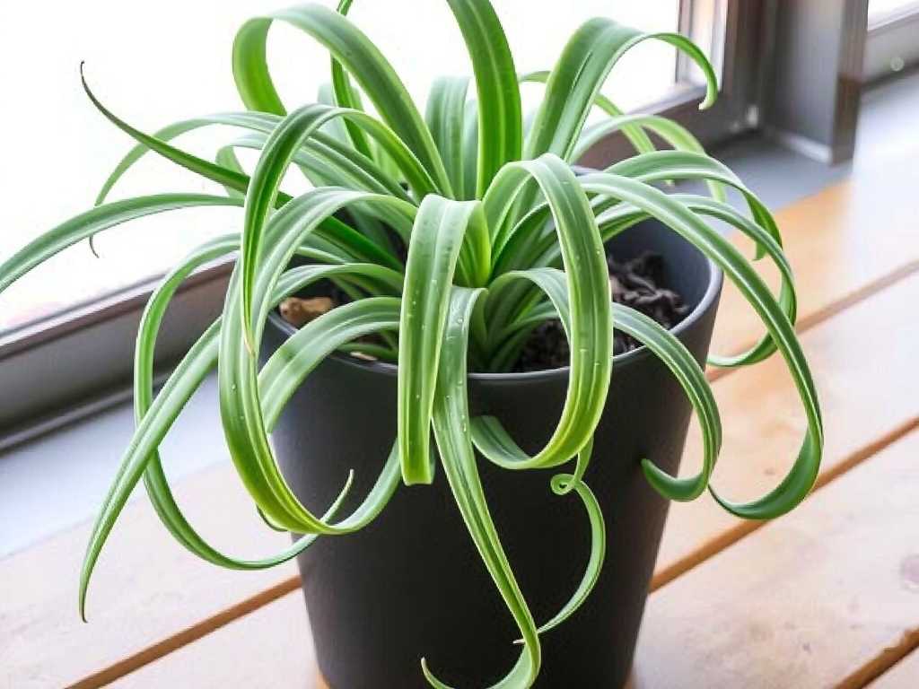 Choosing the Right Pot for Spider Plants: Size and Drainage Tips