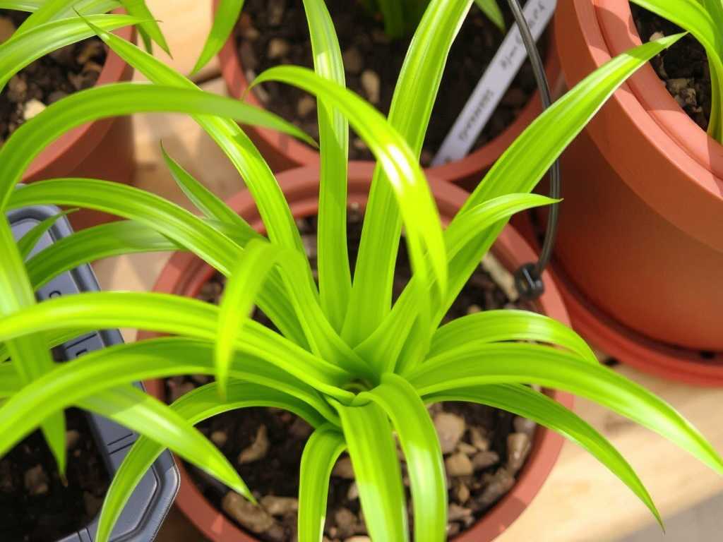 Choosing the Right Pot for Spider Plants: Size and Drainage Tips(1)