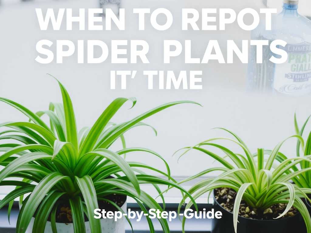 When to Repot Spider Plants: Signs It’s Time + Step-by-Step Guide(1)