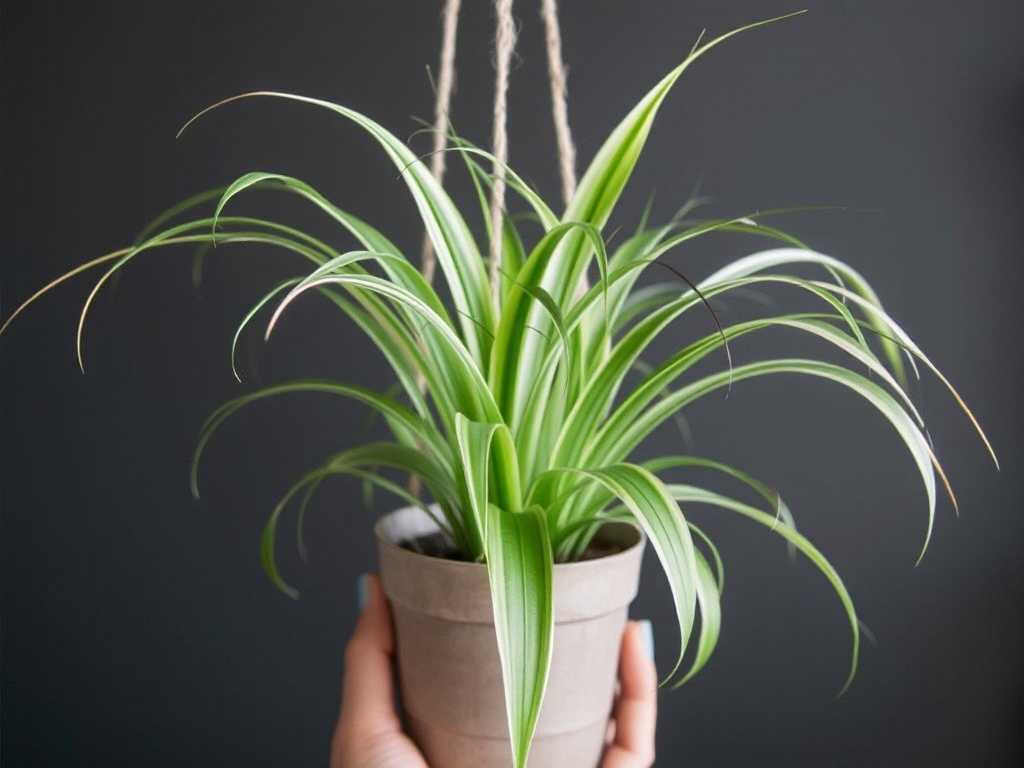 Avoiding Drafts: How to Place Spider Plants for Optimal Growth(1)