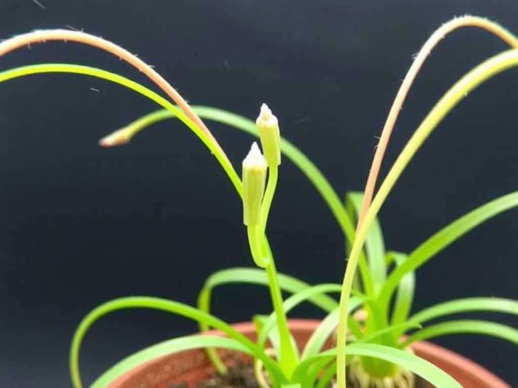 Spider Plant Micropropagation: Mini Plant Cultivation Using Side Buds