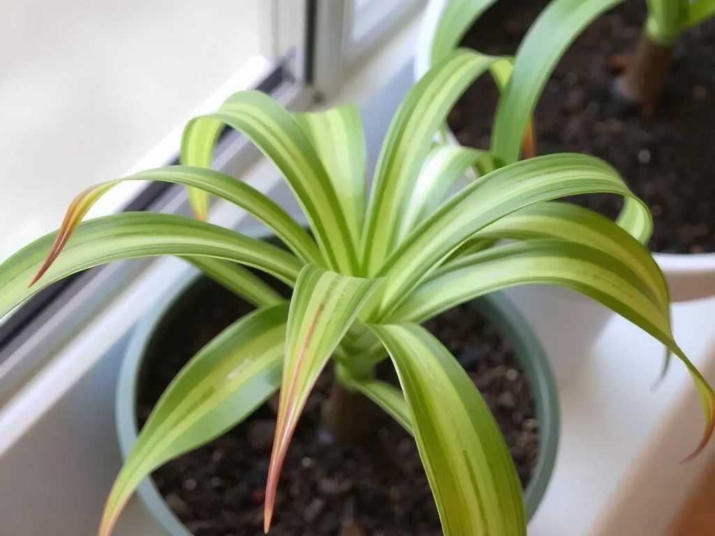 Spider Plant Propagation Ventilation Needs: Air Permeability Tips to Avoid Root Rot
