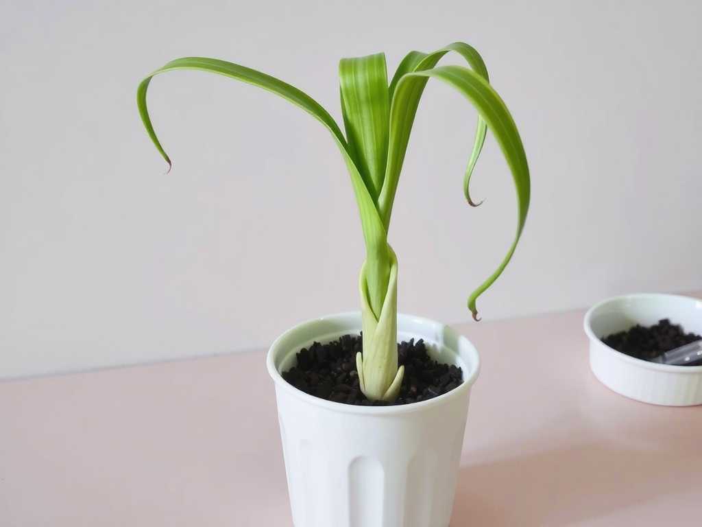 Spider Plant Propagation Humidity Management: Moisturizing Method with Plastic Film Covering
