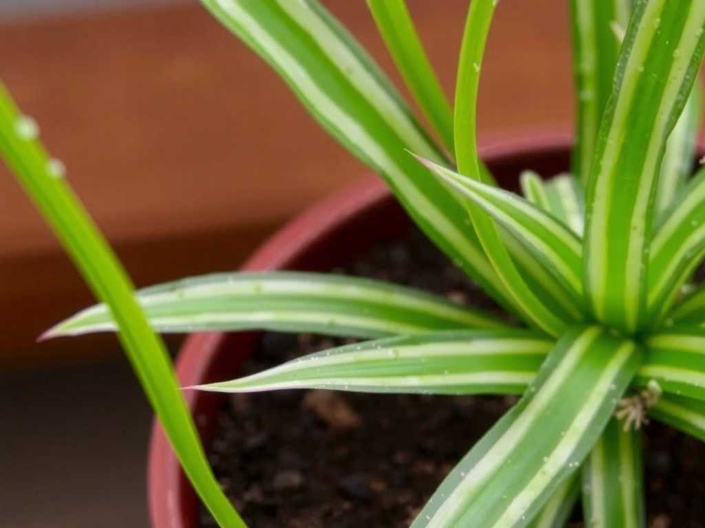 Mature Spider Plant Propagation: Pruning Tips to Promote New Shoots After Division(1)