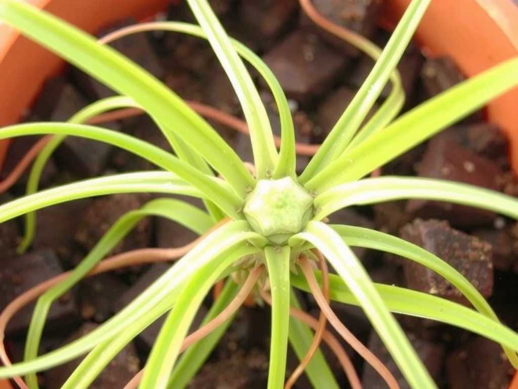 Transition from Hydroponic to Soil Cultivation for Spider Plants: Root Adaptation Methods(1)