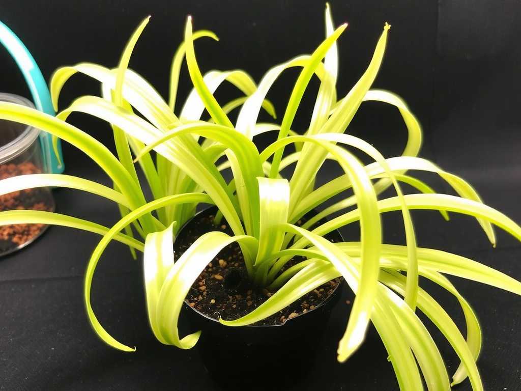 Transplanting Spider Plants After Propagation: Depth Control for Soil Cultivation
