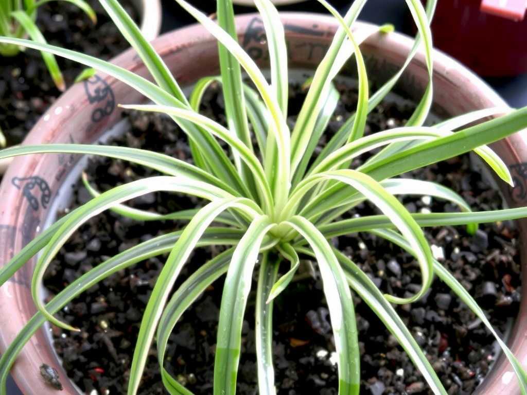 Transplanting Spider Plants After Propagation: Depth Control for Soil Cultivation(1) Transplanting Spider Plants After Propagation: Depth Control for Soil Cultivation(1)