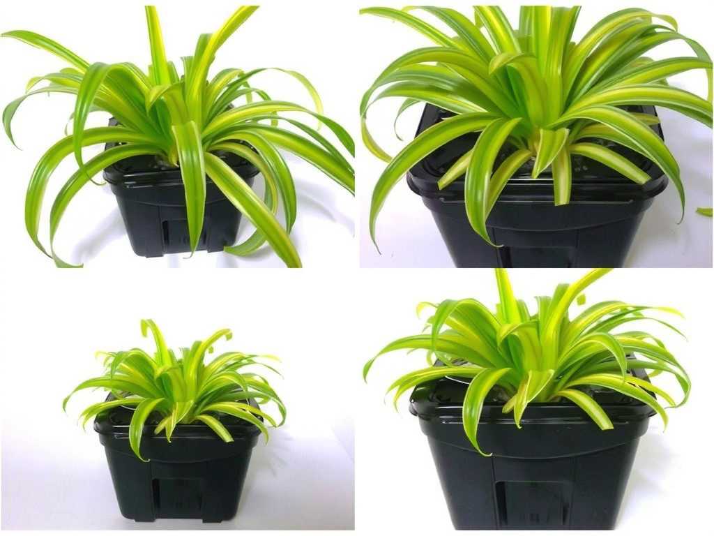 Causes of Spider Plant Propagation Failure: Investigation of Seed Quality and Environment