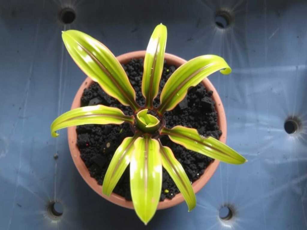 Spider Plant Division Wound Treatment: Anti-Infection Method with Wood Ash Disinfection