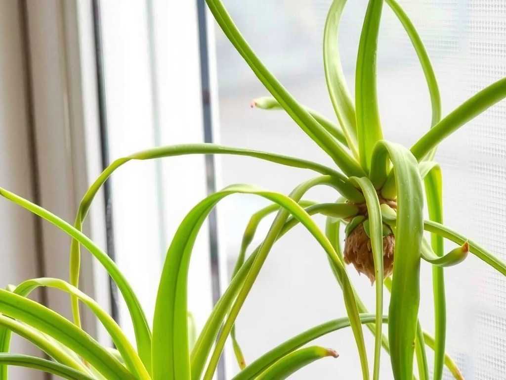 Spider Plant Propagation Temperature Requirements: Maintaining Environment at 20-25℃(1)