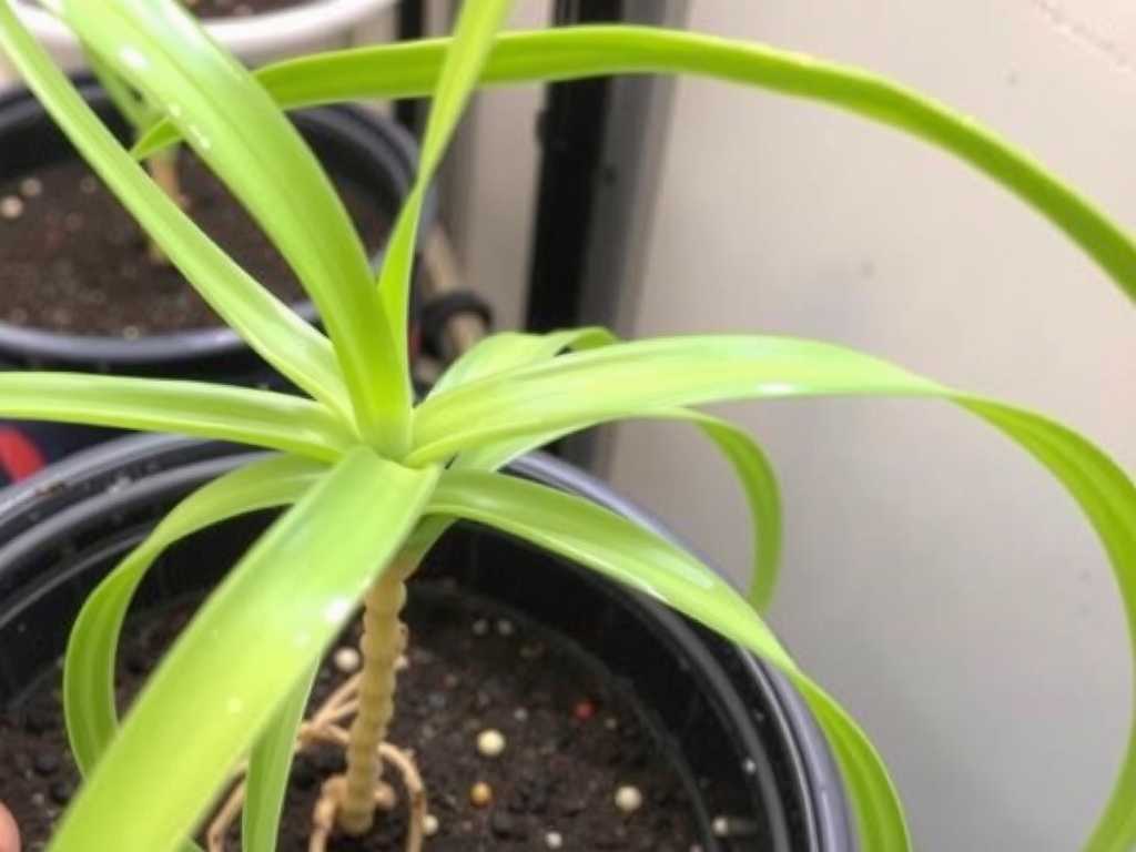 Spider Plant Propagation Light Control: Rooting Speed in Partial Shade Environment
