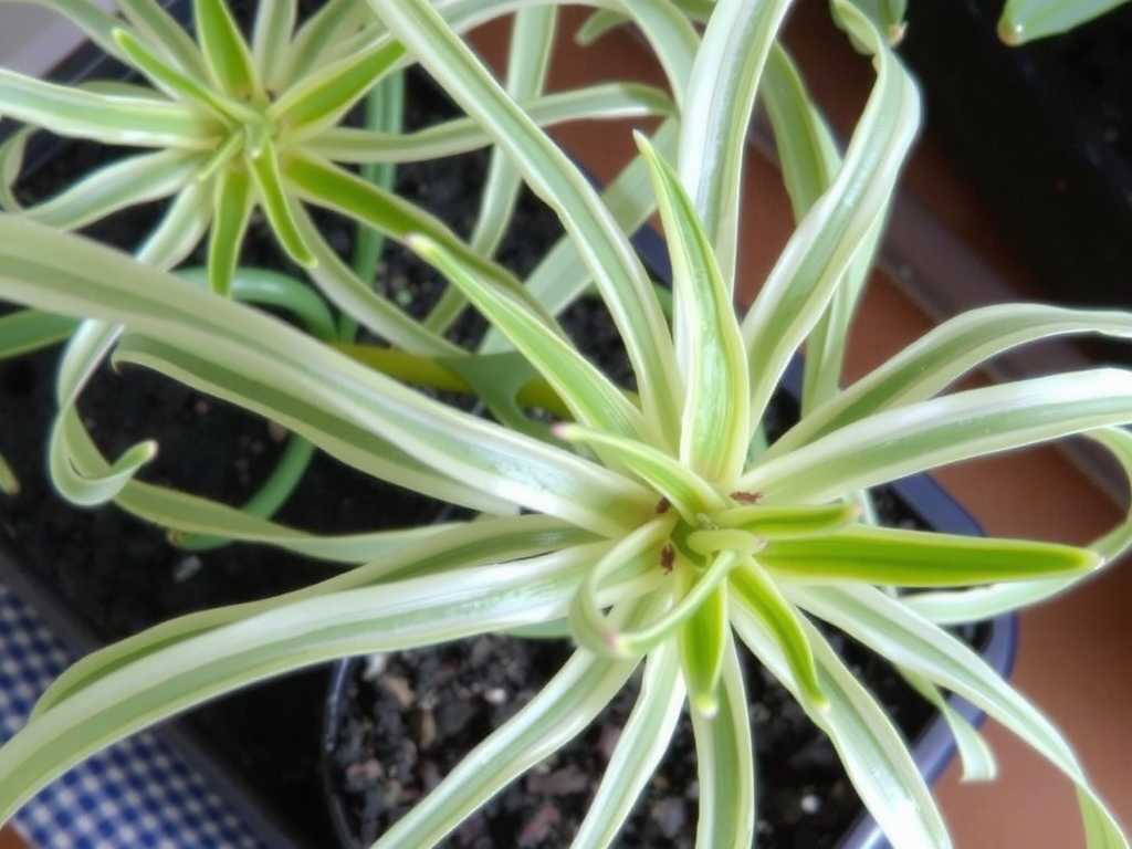 Variegated Spider Plant Seed Propagation: Temperature Control for Indoor Sowing