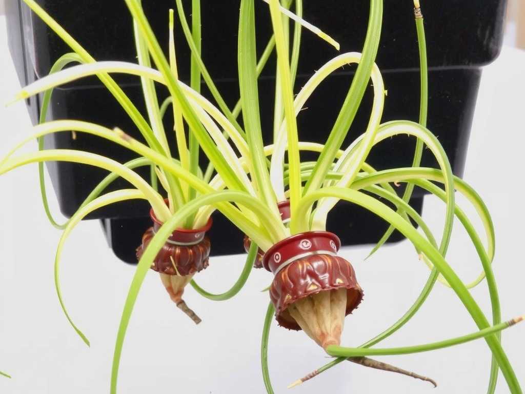 Spider Plant Runner Propagation: Method of Transplanting from Hydroponic Rooting to Soil Cultivation