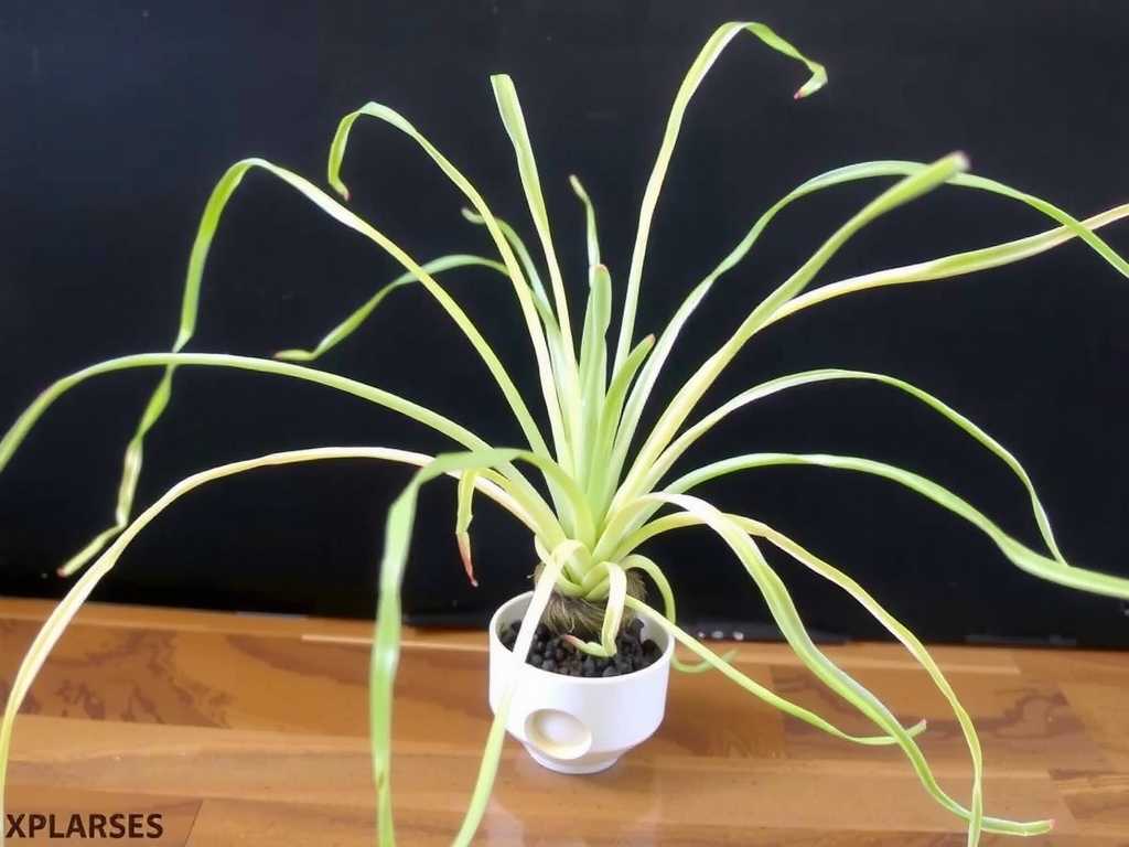 Spider Plant Runner Propagation: Method of Transplanting from Hydroponic Rooting to Soil Cultivation(1)