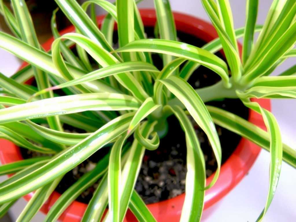 Spider Plant Leaf Tips Are Transparent: Ventilation and Drying Methods for Excessive Moisture