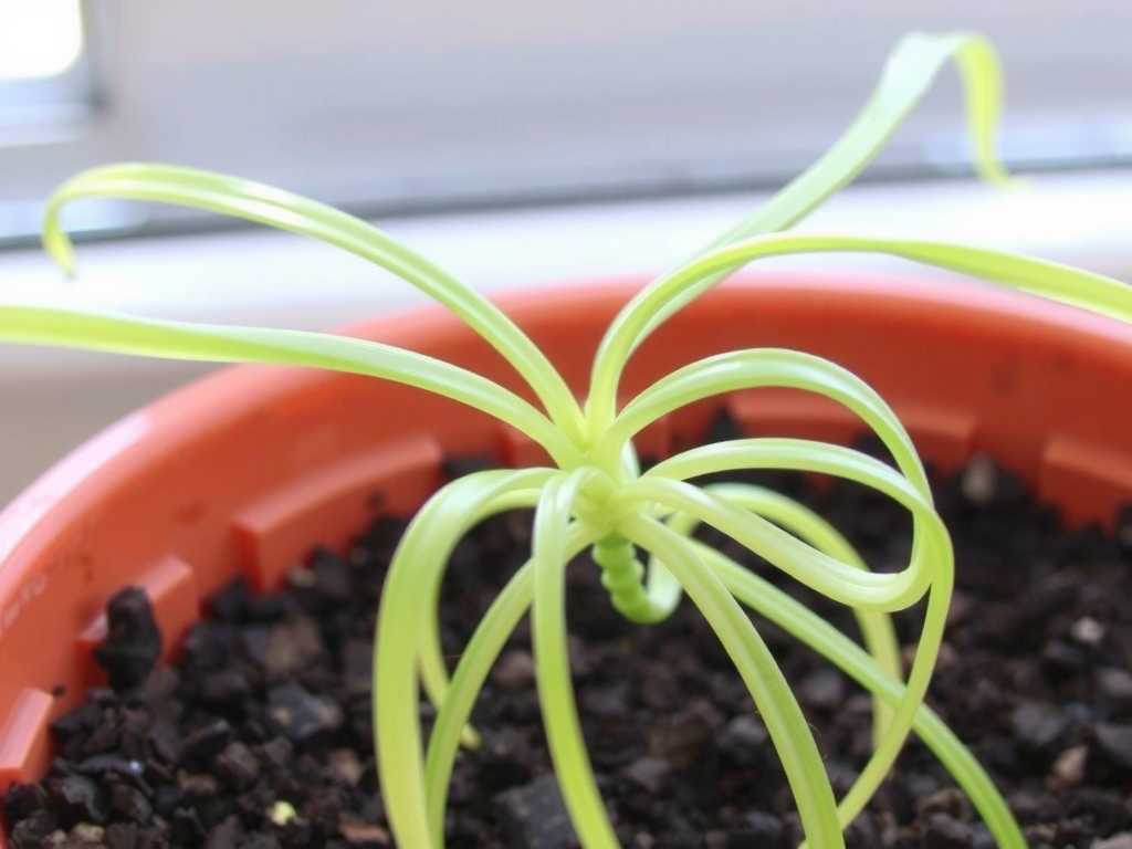 Spider Plant Young Leaves Are Deformed: Stability Adjustment Tips for Sudden Environmental Changes