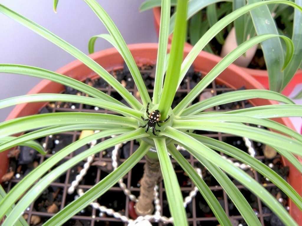 Spider Plant Mixed Pest and Disease Infestation: Sequence of Controlling Insects First Then Diseases