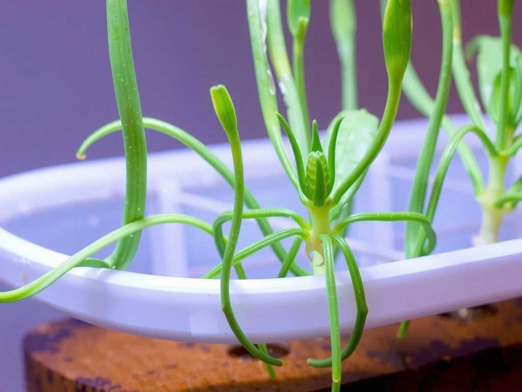 Spider Plant Root Rot in Hydroponics: Treatment of Lowering Water Level + Frequent Water Changes