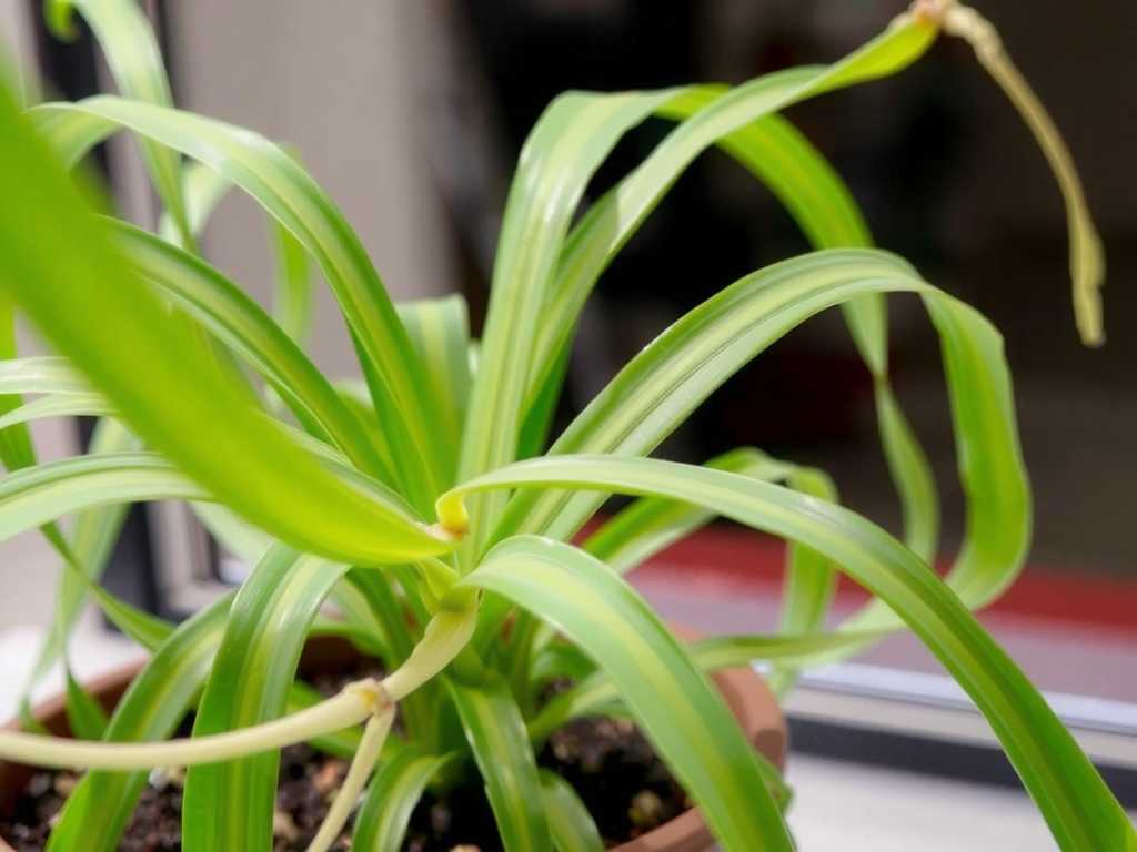 Spider Plant Loses Leaves in Winter: Heat Preservation Measures for Low Indoor Temperatures