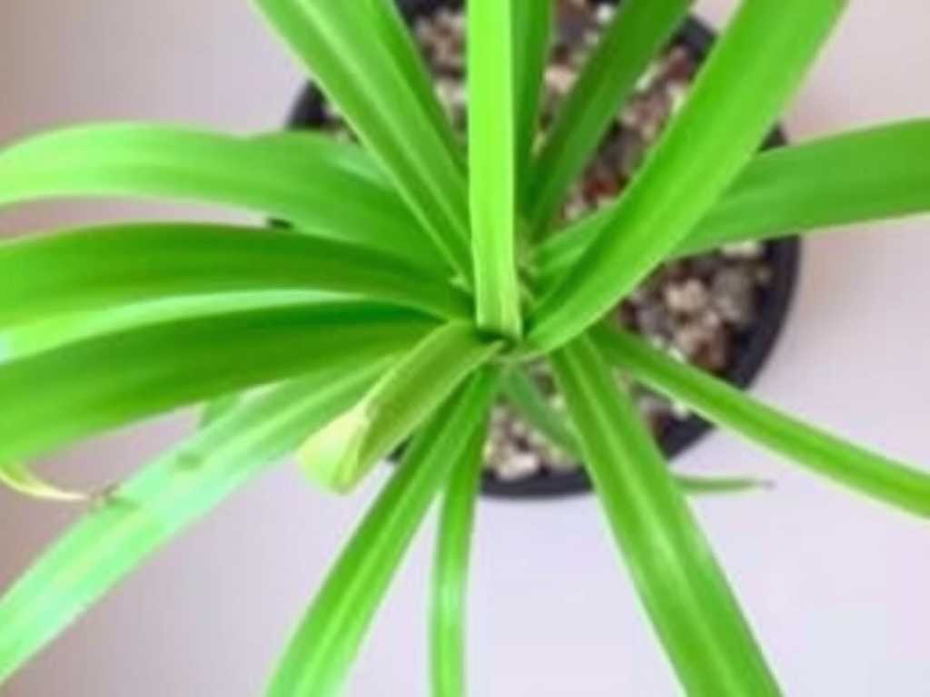 Spider Plant Leaves Are Wrinkled: Slow Watering Tips After Underwatering