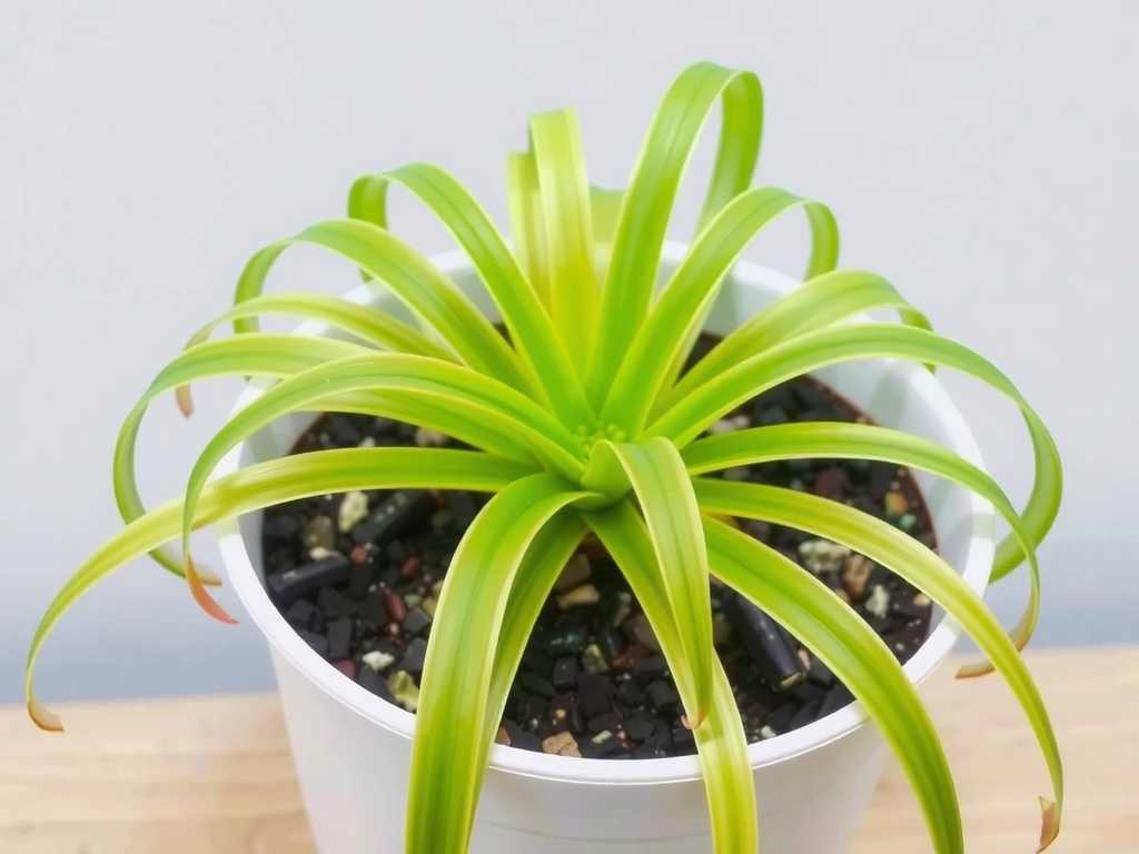 Spider Plant Runners Don't Produce Pups: Phosphorus and Potassium Fertilizer Supplement Methods