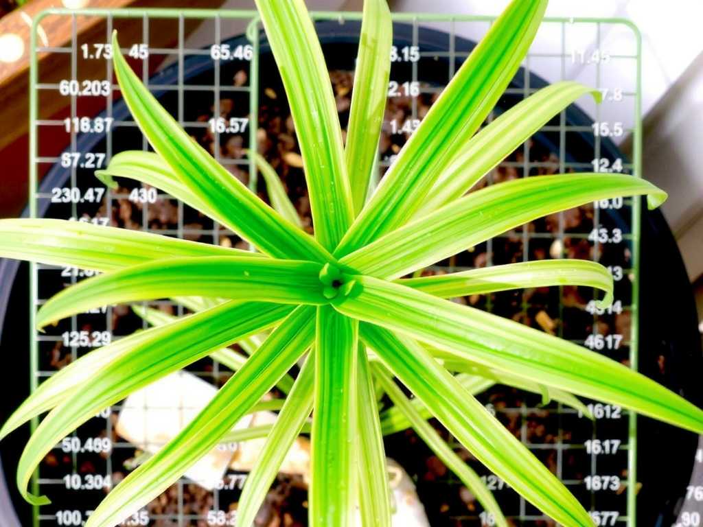 Spider Plant Runners Don't Produce Pups: Phosphorus and Potassium Fertilizer Supplement Methods(1)