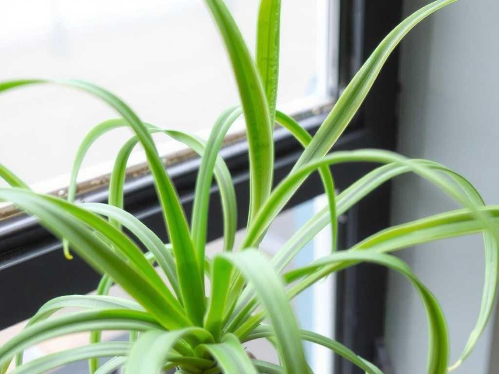 Spider Plant Leaves Are Pale: Grow Light Selection for Insufficient Light(1)