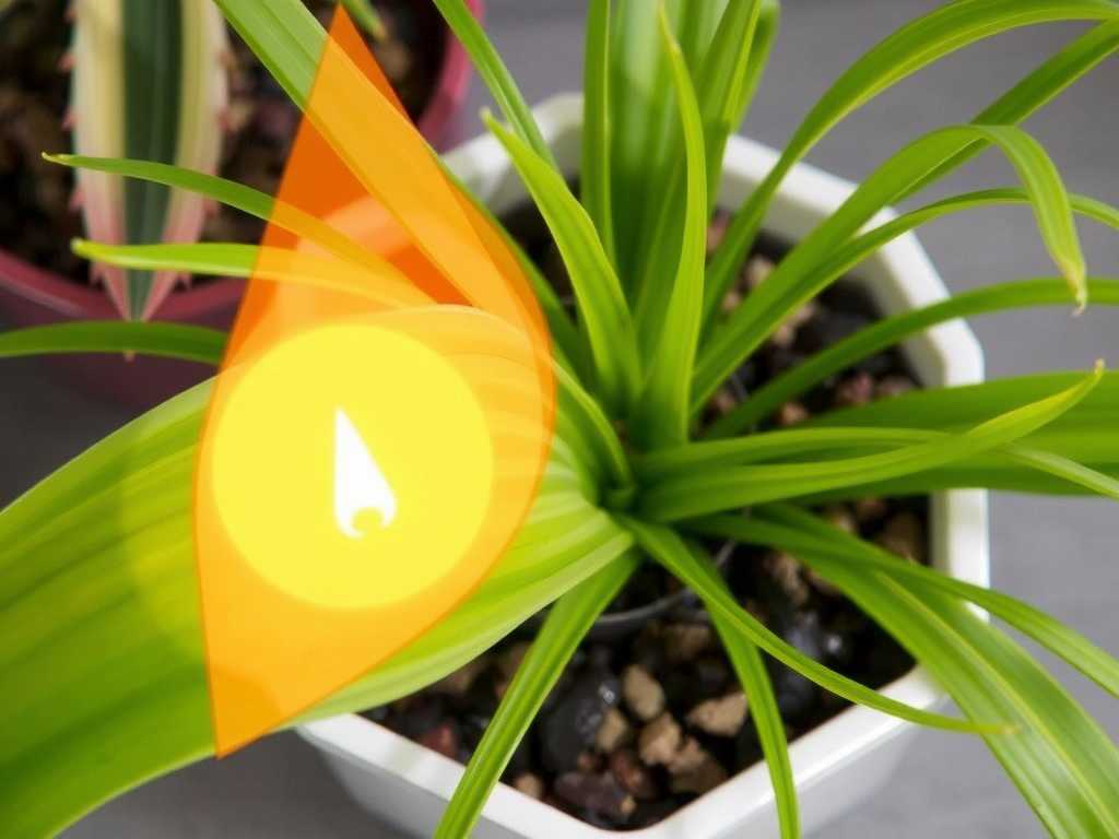Spider Plant Leaf Tip Burn: Humidifier Usage Recommendations for Dry Air