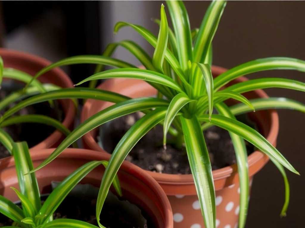Spider Plant Leaf Tip Burn: Humidifier Usage Recommendations for Dry Air(1)