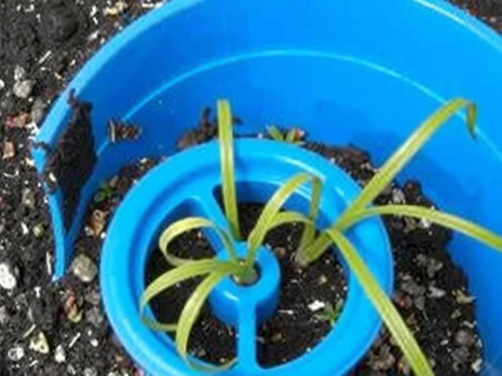 Spider Plant Root Rot: Drainage Hole Unclogging Tips for Waterlogged Soil(1)