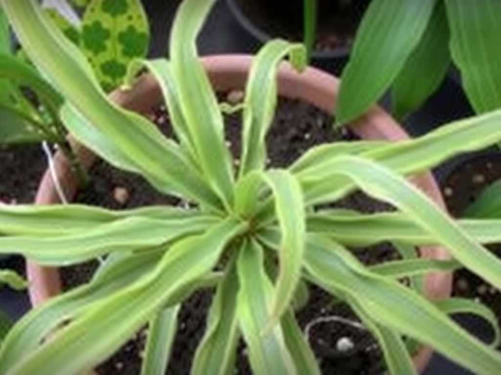 Spider Plant Is Losing Leaves Severely: Emergency Heat Preservation Measures for Sudden Temperature Changes(1)