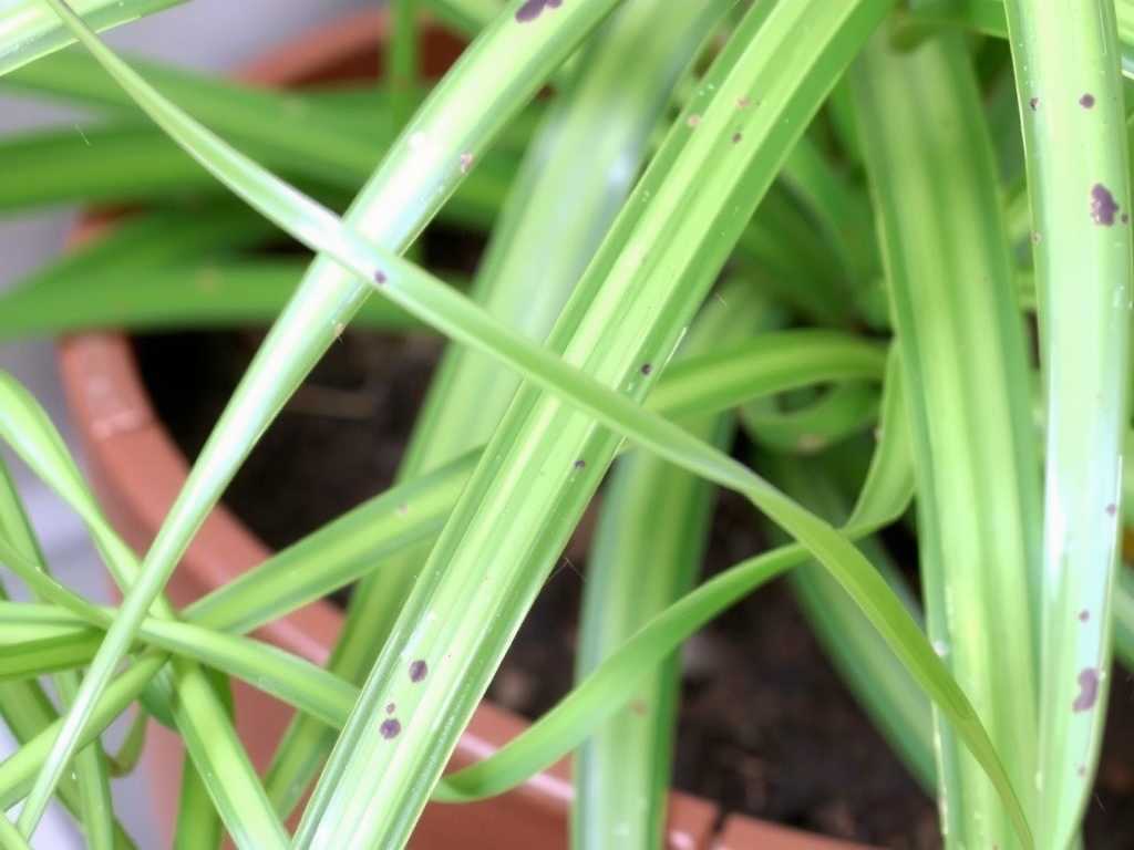 Spider Plant Leaf Black Spots: Fungicide Usage Methods for Fungal Diseases