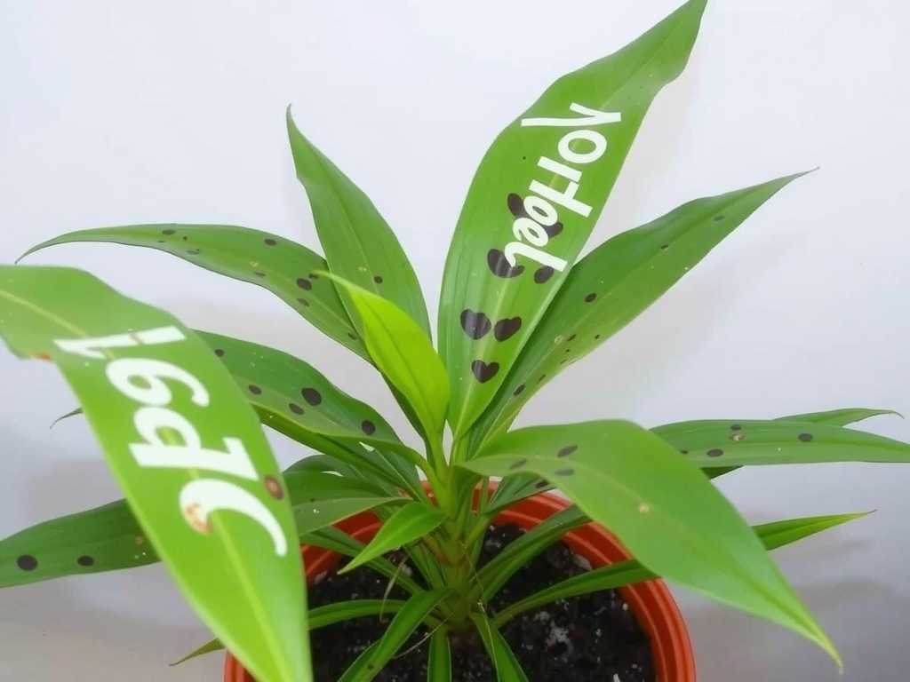 Spider Plant Leaf Black Spots: Fungicide Usage Methods for Fungal Diseases(1)