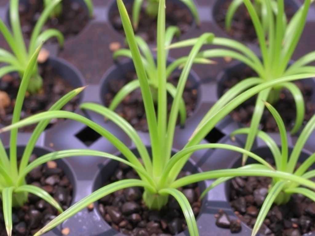 Spider Plant Runners Are Withered: Fertilizer Adjustment Plan for Nutrient Deficiency