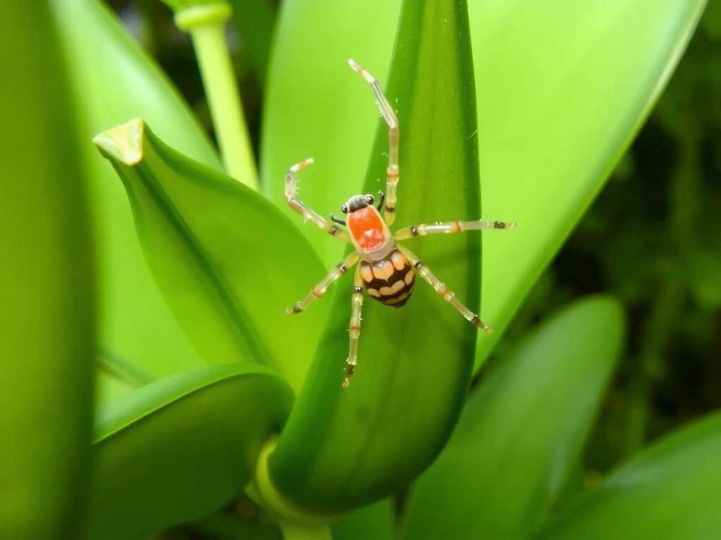 Spider Plant Aphid Control: Safe Operation of Soapy Water Spraying