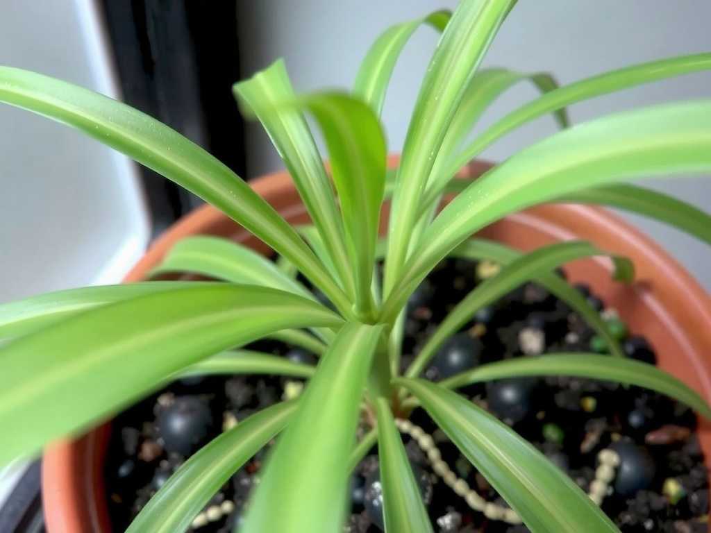 Spider Plant Leaves Are Limp: Quick Way to Tell If It's Underwatered or Root Rot(1)