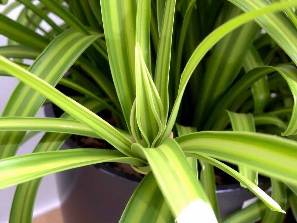 Care for Mature Spider Plants: Pruning Methods to Promote New Leaf Growth