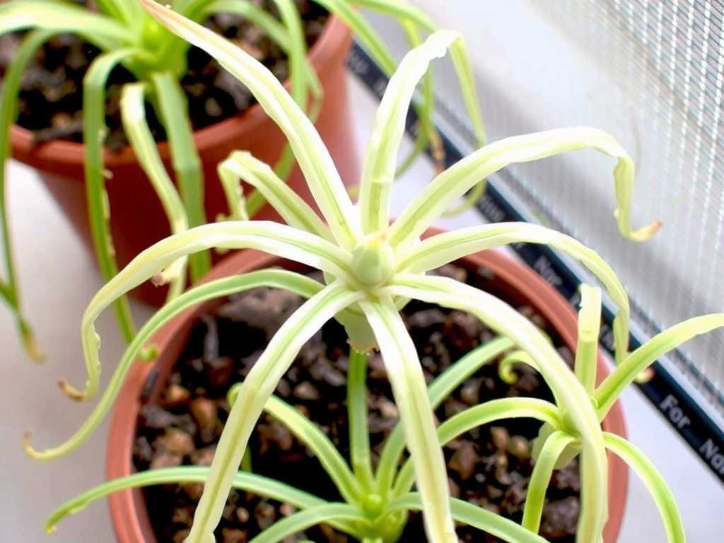 Spring Care for Spider Plants: Fertilizing and Watering to Wake Up from Dormancy