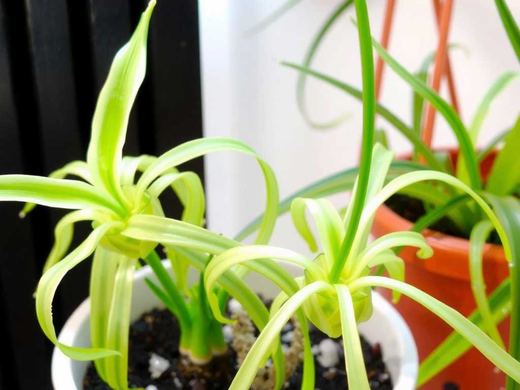 Spring Care for Spider Plants: Fertilizing and Watering to Wake Up from Dormancy(1)