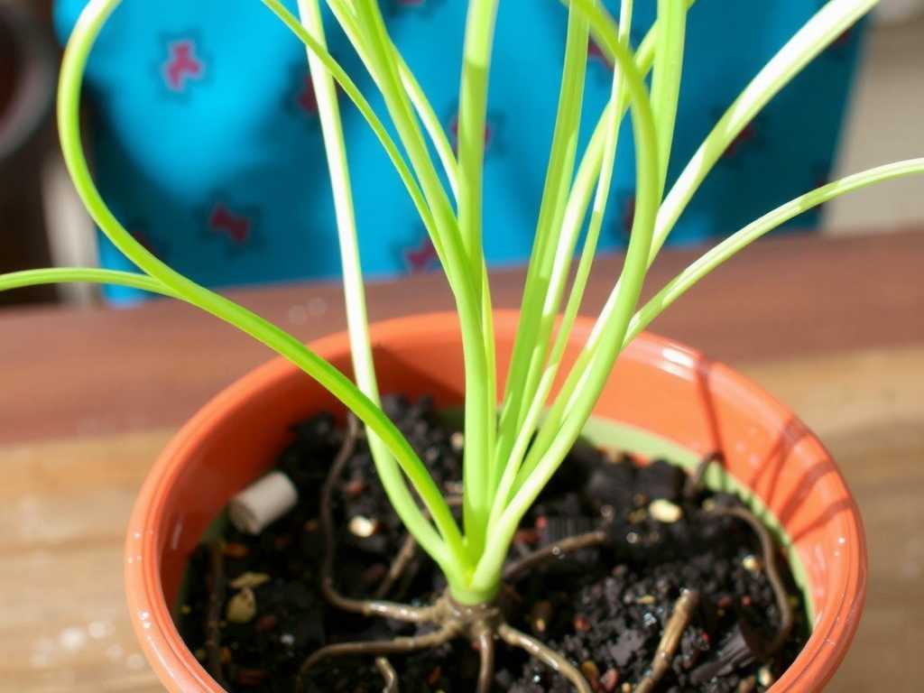 Spider Plant Runner Propagation: Transplanting Depth of Offshoots