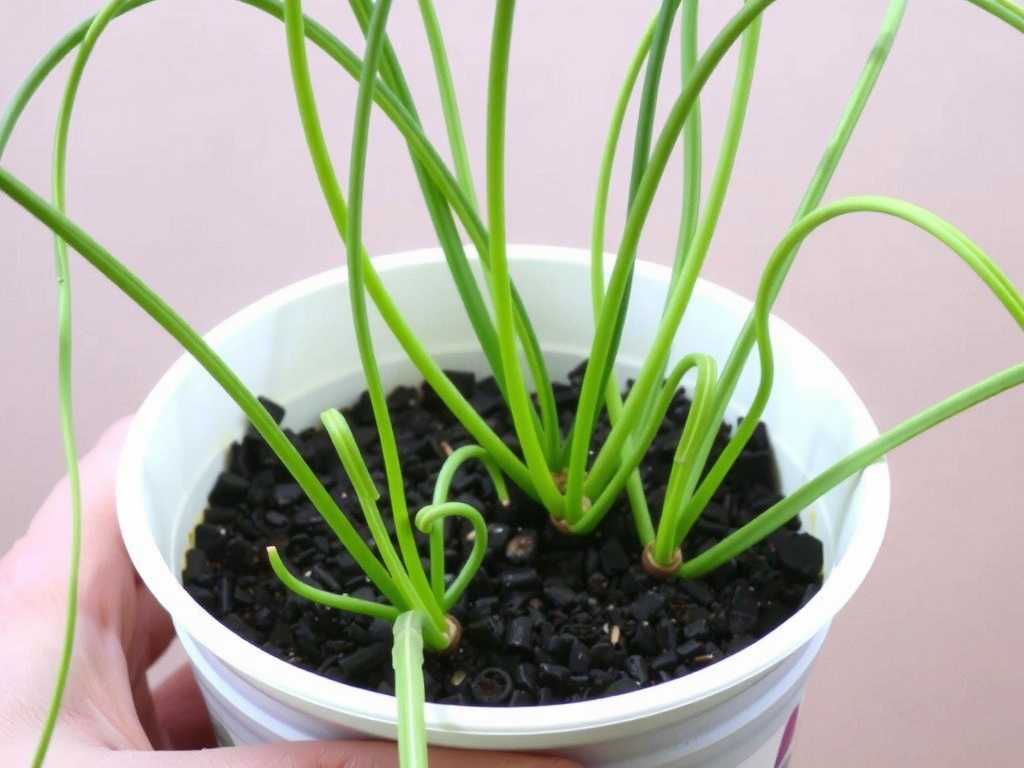 Spider Plant Runner Propagation: Transplanting Depth of Offshoots(1)