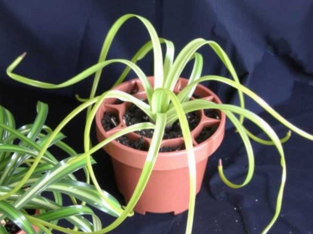 Spider Plant Division Propagation: Control of Watering Frequency After Division