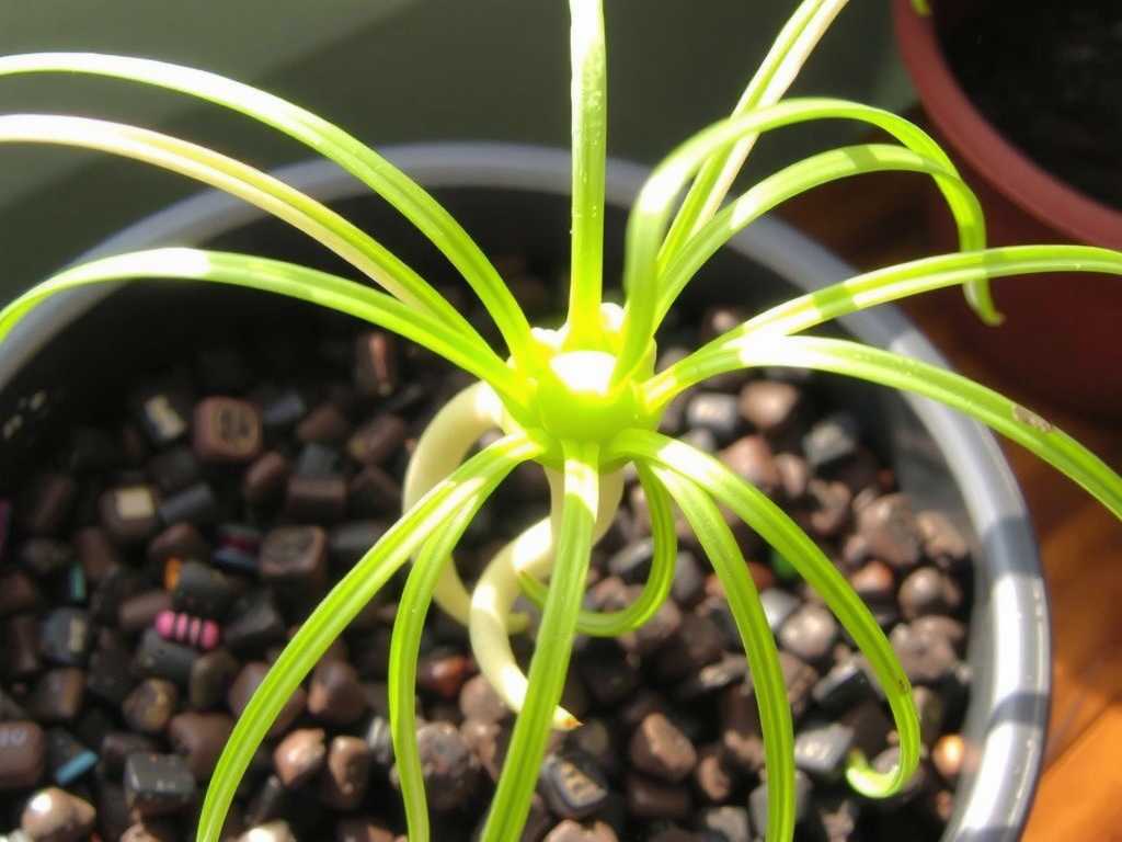 Spider Plant Seed Propagation: Light Control After Germination