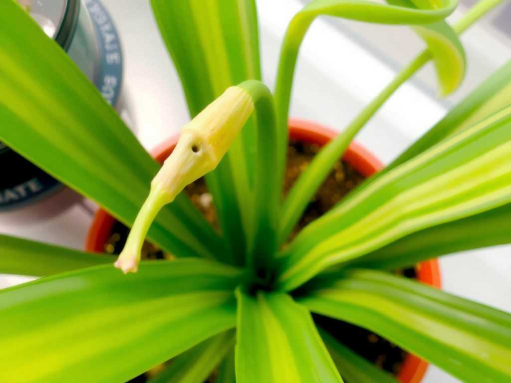 Spider Plant Runner Propagation: Troubleshooting Curling Leaves of Offshoots