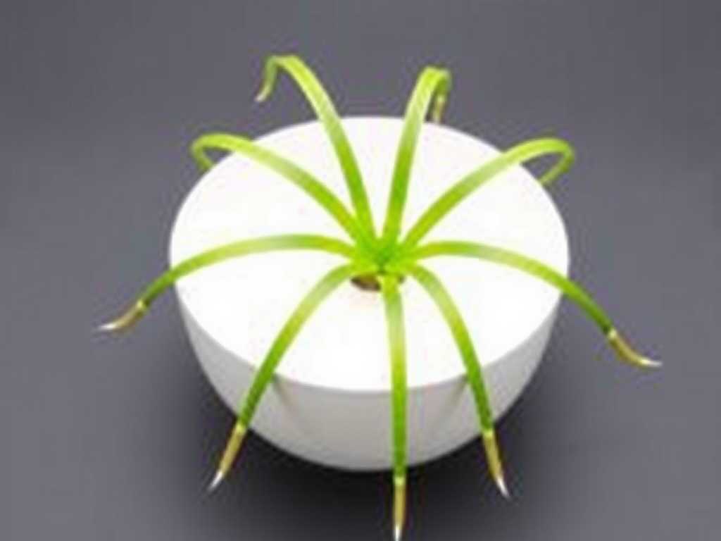 Spider Plant Cutting Propagation: Monitoring and Adjustment of Ambient Temperature