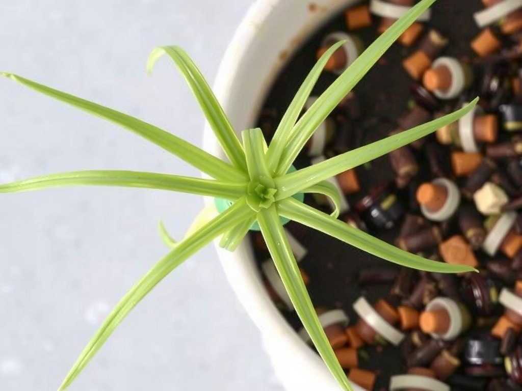 Spider Plant Division Propagation: Anti-Infection Effect of Wound Coating with Plant Ash