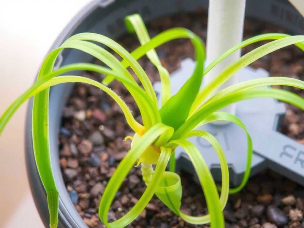 Spider Plant Hydroponic Propagation: Nutrient Solution Addition Frequency (Once a Week vs. Once Every Two Weeks)(1)