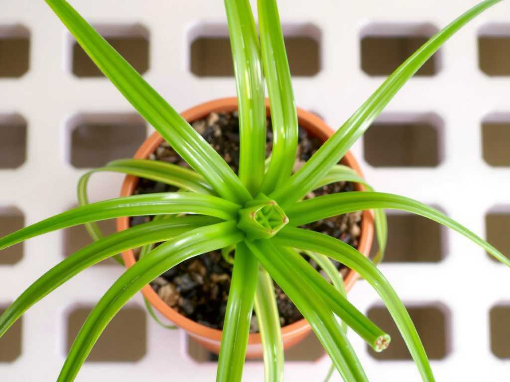 Spider Plant Division Propagation: Sequence for Separating Multiple Clumps